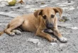 5 Reasons Why You Should Adopt Stray Dogs?