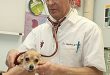 How to Go to Vet School and Become a Veterinarian?