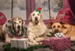 The Scientific Reason You Should Stop Buying Gifts For Humans And Shop For Your Dog