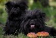 The Affenpinscher: An Appealing and active Companion