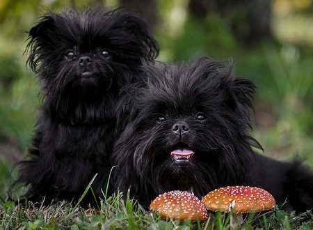 The Affenpinscher: An Appealing and active Companion