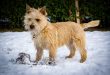 The Cairn Terrier: A Charismatic and dynamic partner