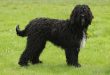The Barbet Breed: An adaptable Water Dog