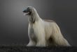 Afghan Hound: A unique breed with an astonishing appearance