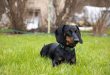 The Dachshund: An active and special Companion