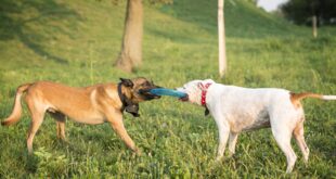 Animal Cruelty :Dog fighting
