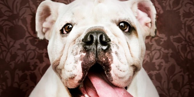 The Bulldog: A Journey from Bull-Baiting to Beloved Pet and How to Keep Them Healthy