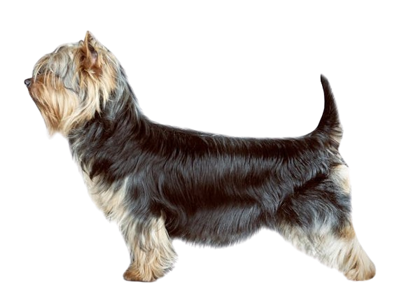 australian silky terrier