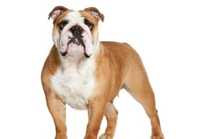 British Dog Breed- Bull Dog