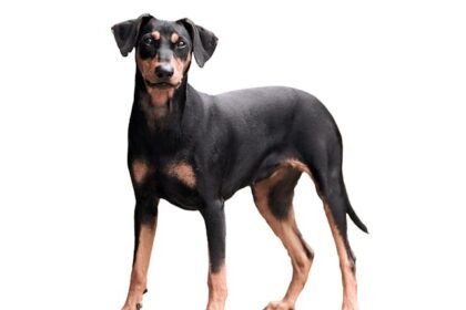 German Pinscher