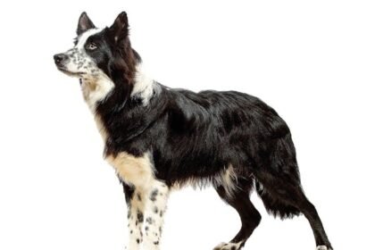 British Dog Breed- Border Collie