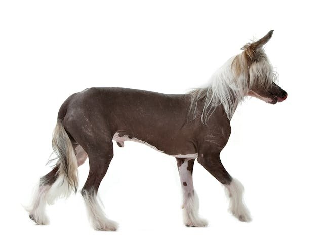 Chinese Crested