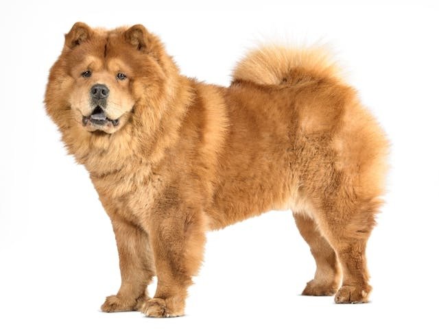 Chow Chow