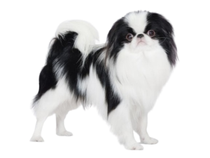 Japanese Chin