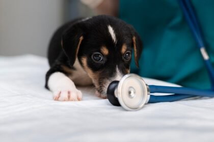 puppy’s health