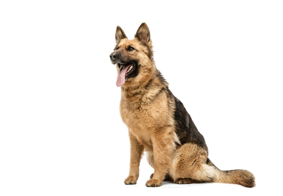 Belgian Shepherd Dog​