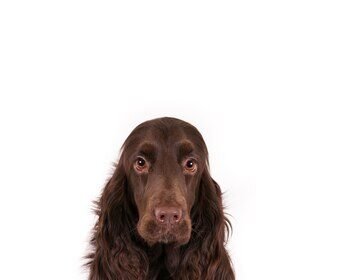 Field Spaniel