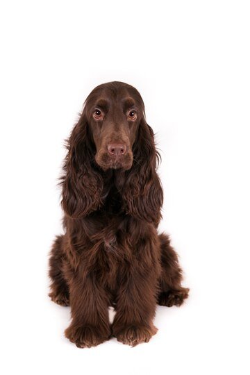 Field Spaniel