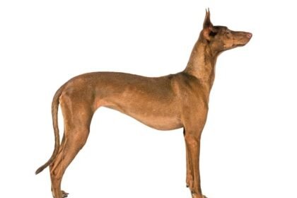 Pharaoh Hound | Dog Breed