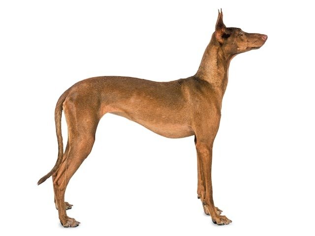 Pharaoh Hound