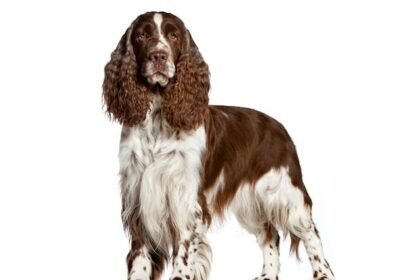 English Springer Spaniel