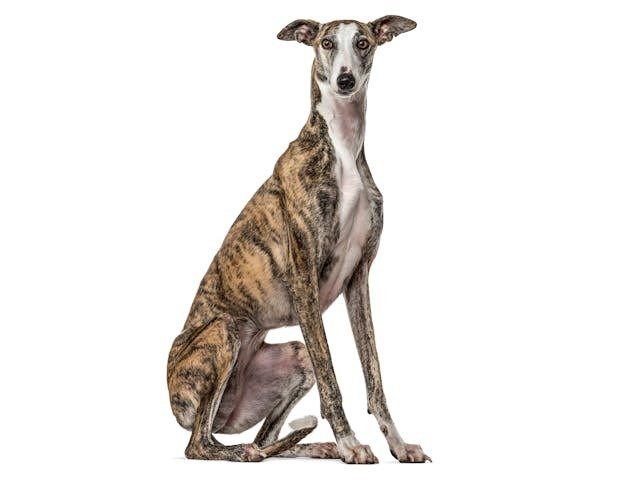 Greyhound