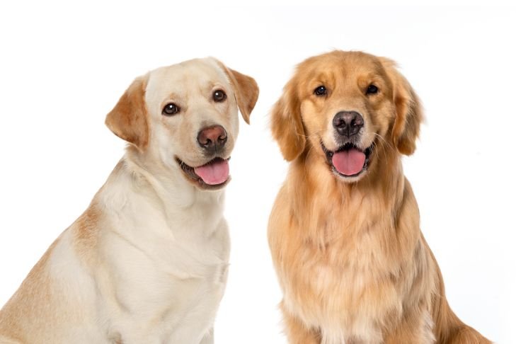 Golden retriever vs labrador