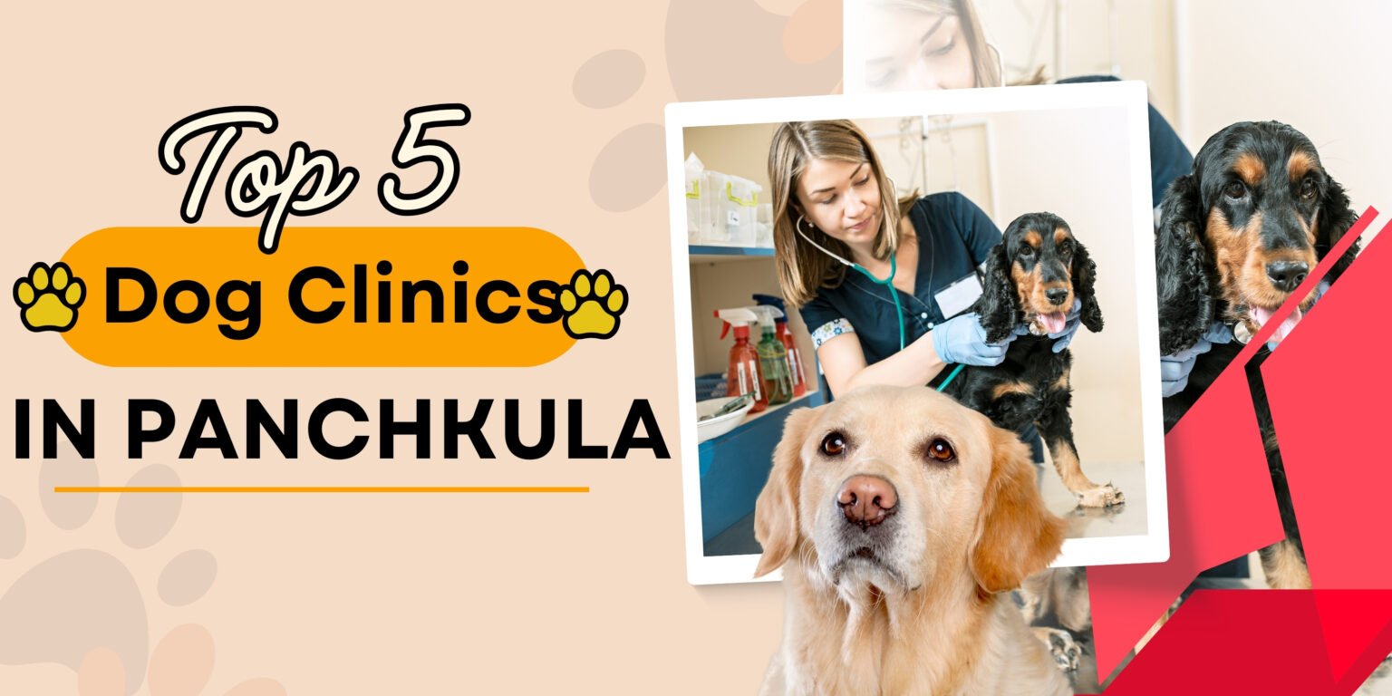 Top 5 Dog Clinics in Panchkula