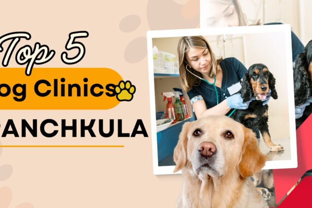 Top 5 Dog Clinics in Panchkula