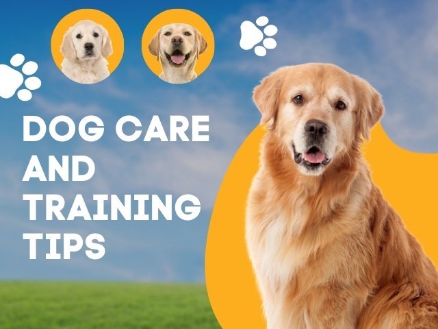 Dog Care and Training Tips