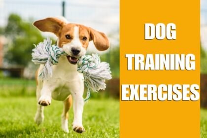 Dog Training Exercises
