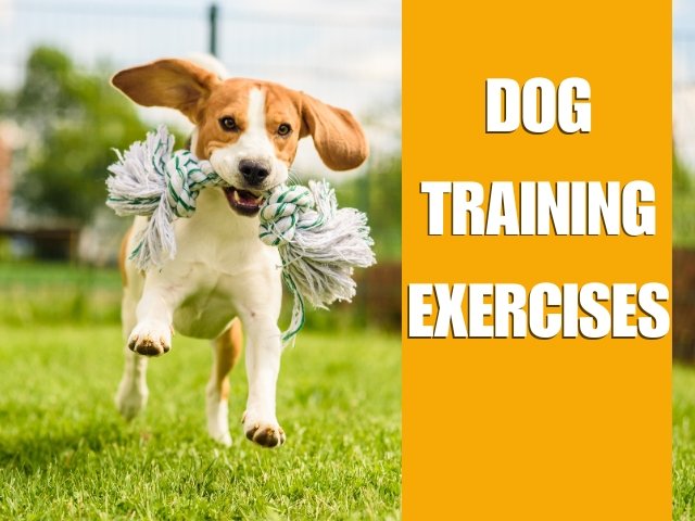 Dog Training Exercises