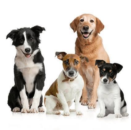 Dog Breed Information