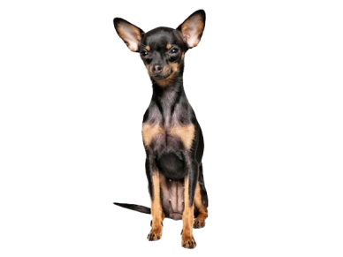 English Toy Terrier Black & Tan