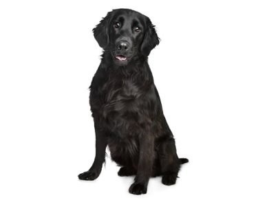 Flat Coated Retriever