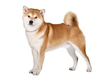 Akita