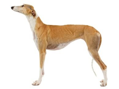 Spanish Greyhound