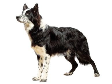 Border Collie