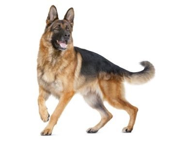 German Shepherds