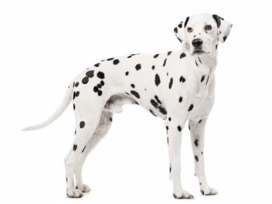 Dalmatians