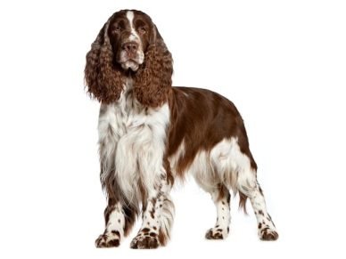 English Springer Spaniel