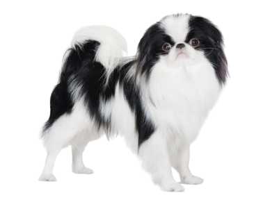 Japanese Chin