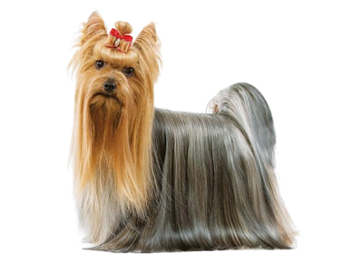 Yorkshire Terriers