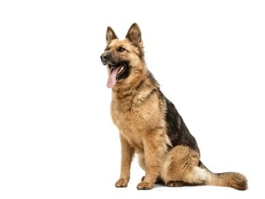 Belgian Shepherd Dog