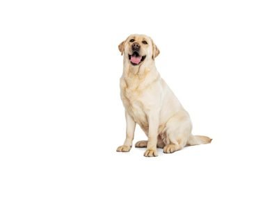 Labrador Retrievers